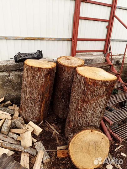 Пень дубовый