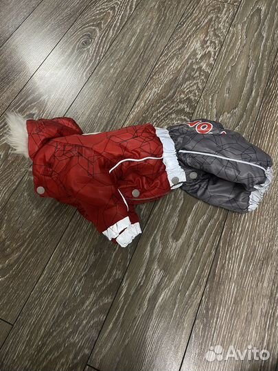 На мини собачку