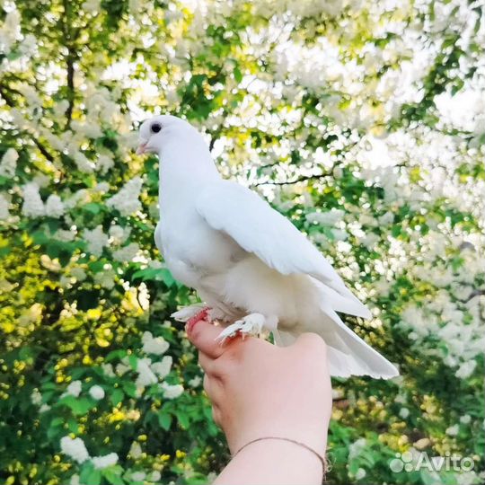 Домашние комнатные голуби на заказ