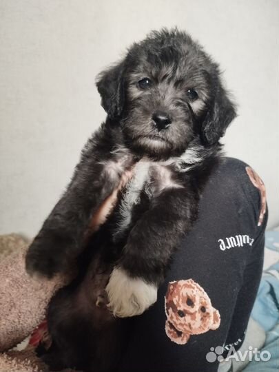 Щенок 1 мес мальчик