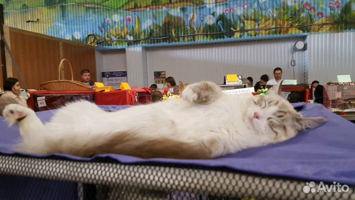 Свободные котята