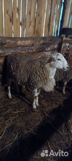 Овцы бараны катумские