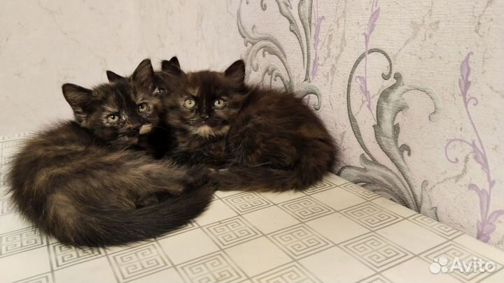 Котенок 2 месяца Британец Метис