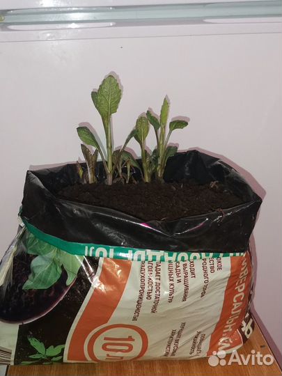 Корни георгин