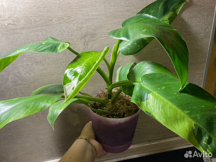 Эпипремнумы, Сингониумы