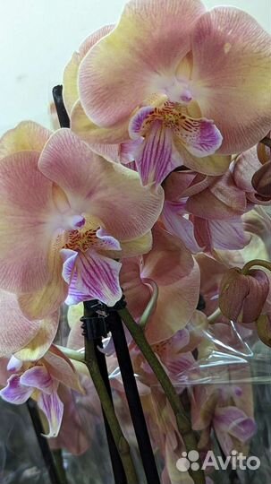 Орхидеи фаленопсис, сортовые орхидеи