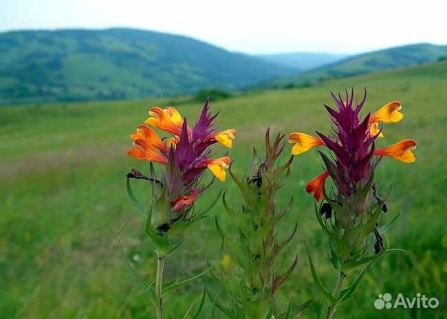 Набор трав для изготовления свечей