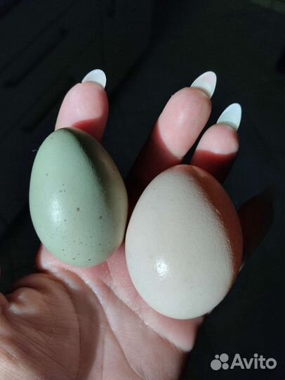 Инк.яйцо Виандот золото,Брама Изабелла,смесь пород