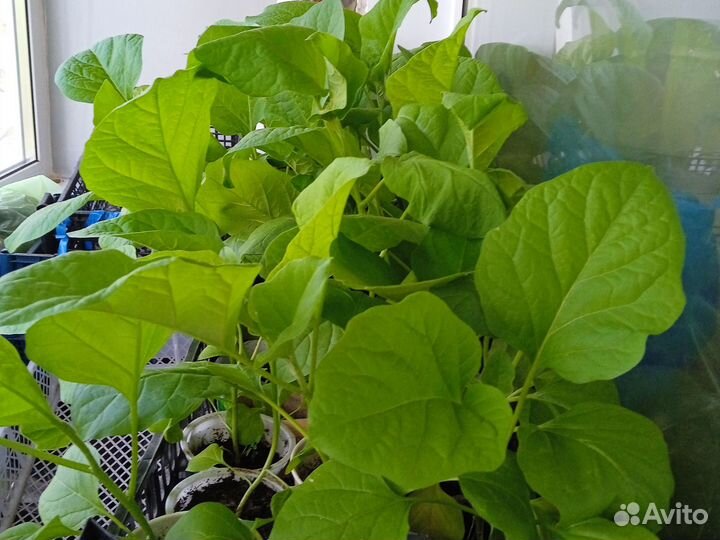 Рассада перца и баклажан