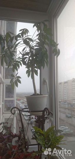 Миртовое дерево, каменная роза, китайская роза, ре