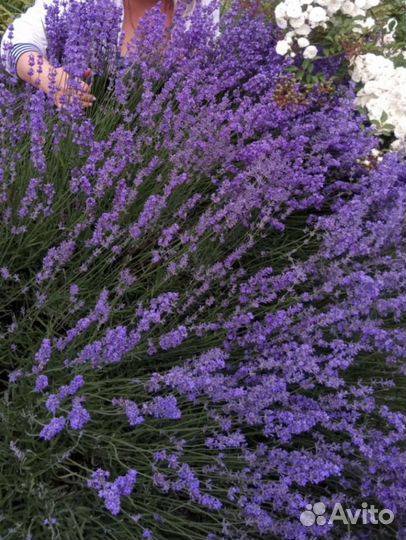 Лаванда фото и букеты