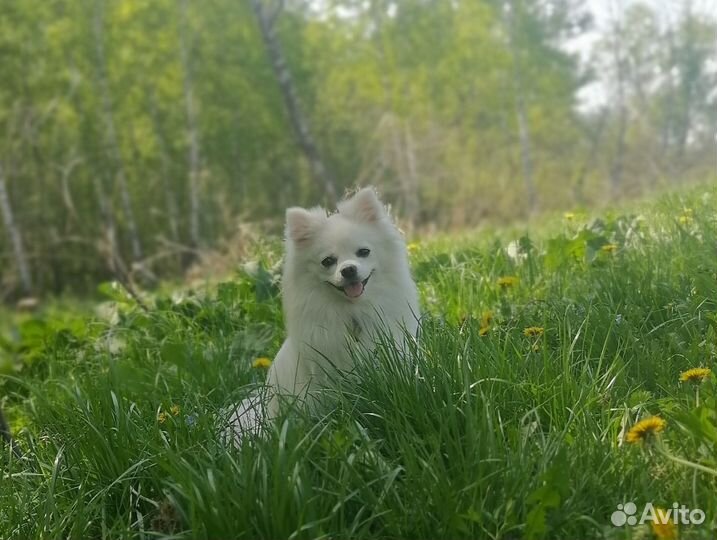 Щенки померанского шпица