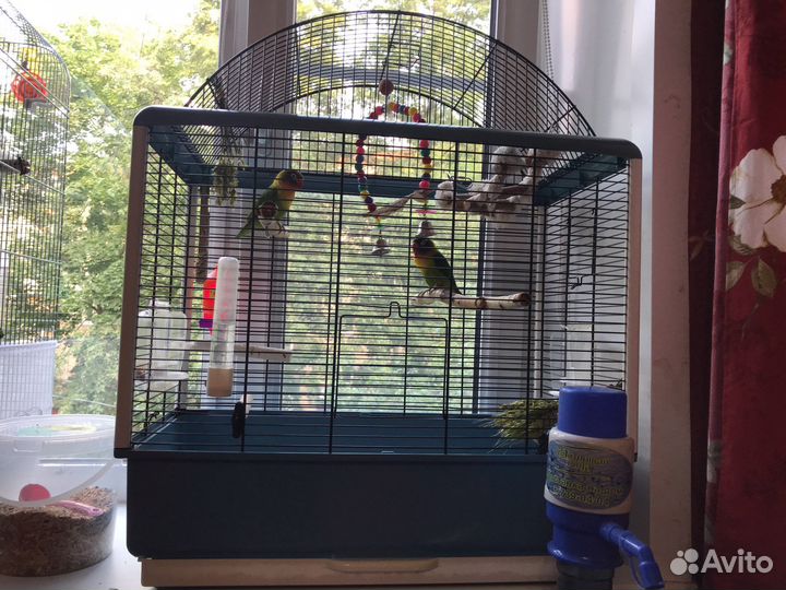 Клетки. Попугаи неразлучники пары