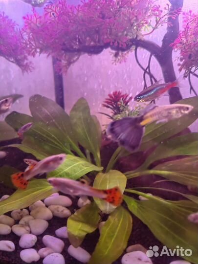 Рыбки гуппи подростки