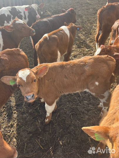 Элитные телята бычки доставка до двора