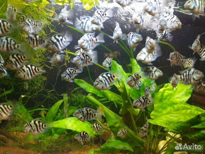 Сапфировый попугай