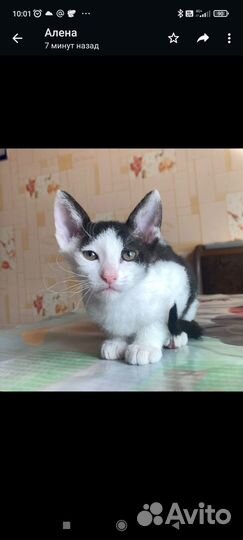 Продаются котята Девон рекс