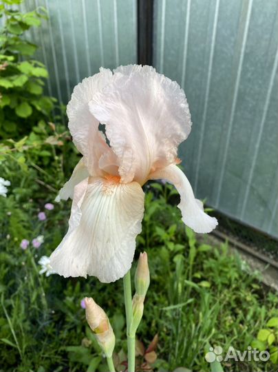 Ирис