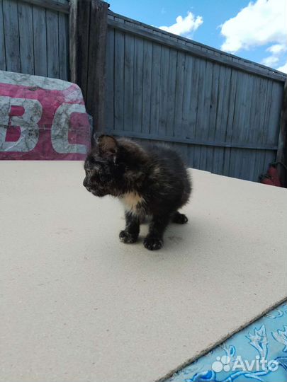 Брошенная Кошечка в добрые руки