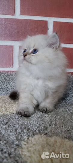 Длинношерстные британцы