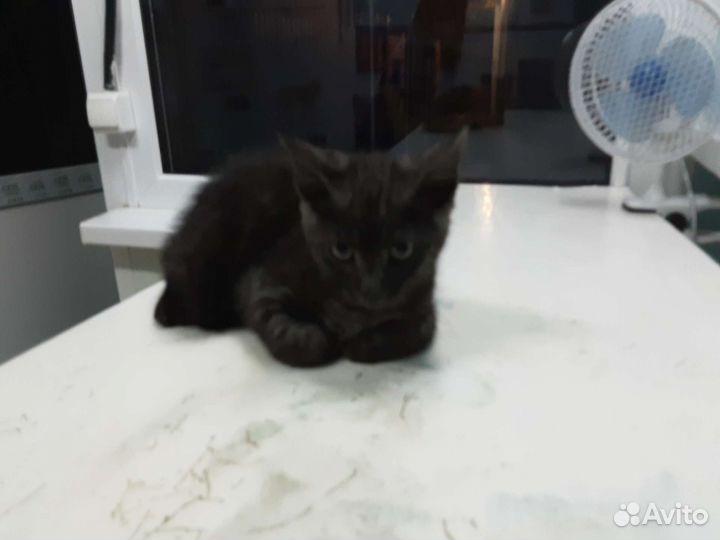 Кошка в дар бесплатно