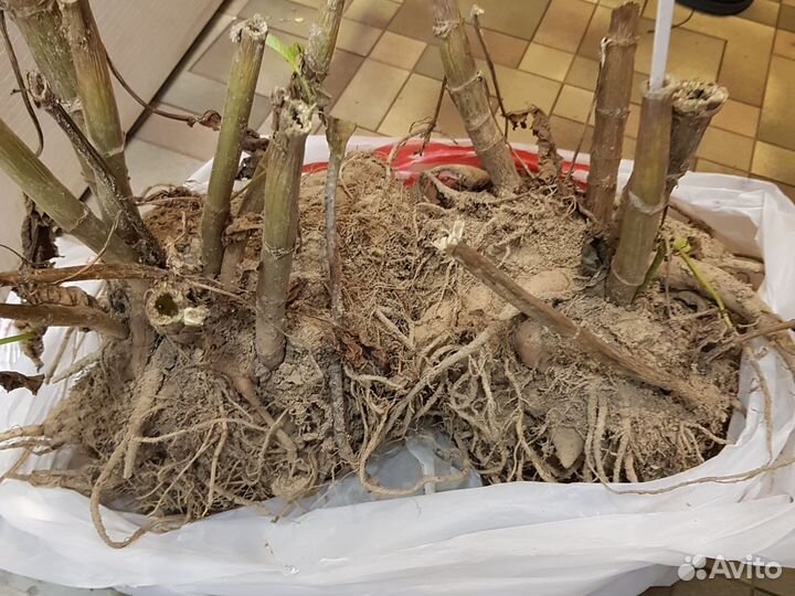 Клубни георгин