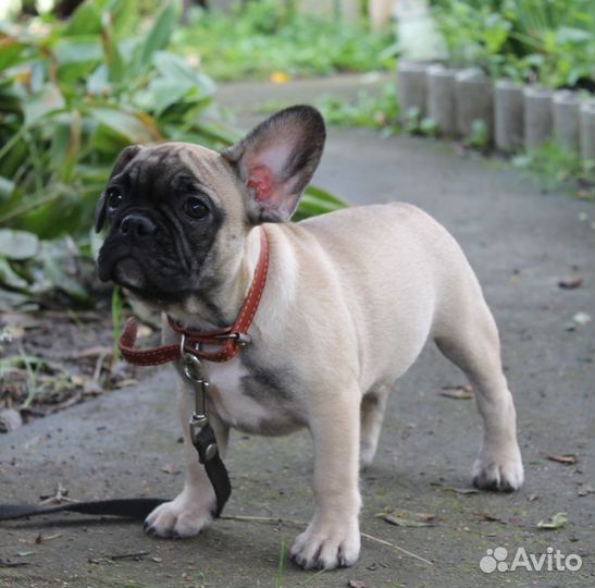 Сдобные французские круасанчики