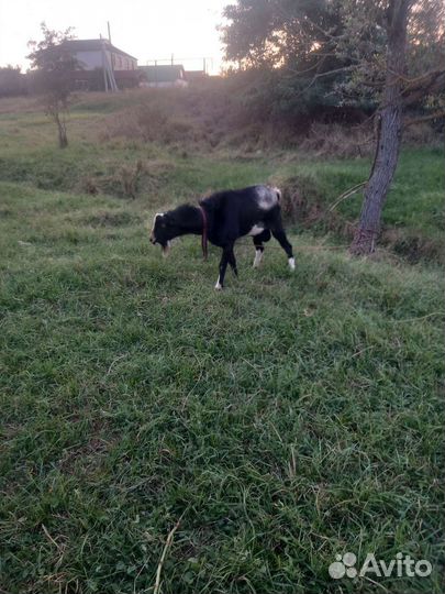 Козел ламанча