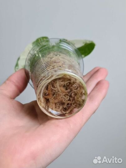 Алоказия мишольца вариегатная/фрайдек