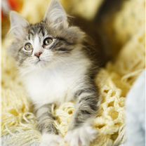 Сибирский котёнок, Белгород