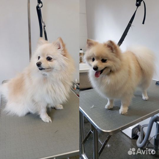 Стрижка собак,груминг,уход,тримминг,вычес