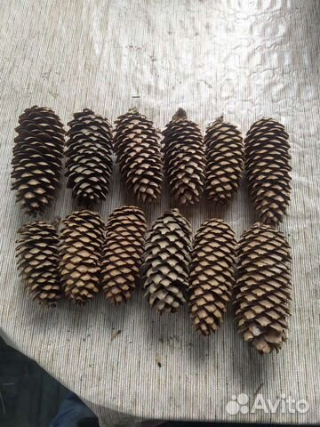 Шишки еловые, сосновые и с лиственницы