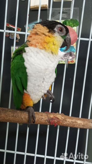 Дрессированный попугай