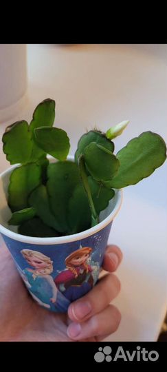 Рипсалидопсис