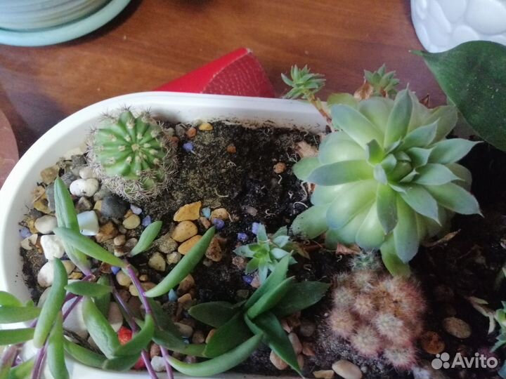 Кактусы и суккуленты