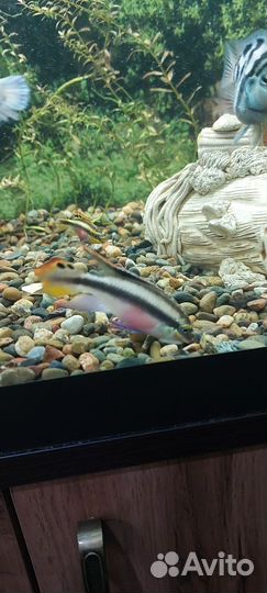 Пельвикахромис пульхера