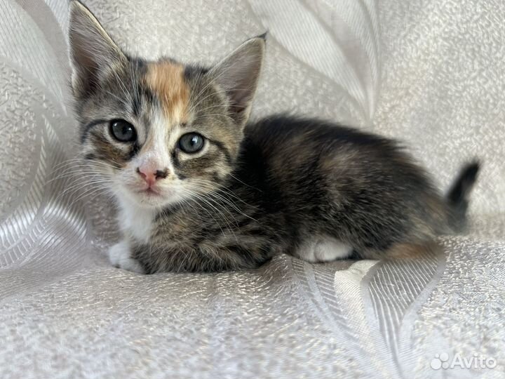 Котята кошки