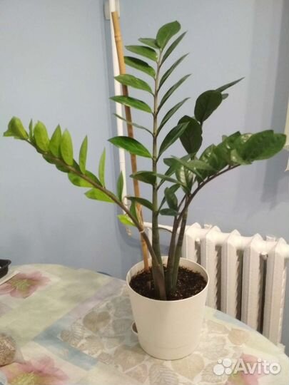 Замиокулькас