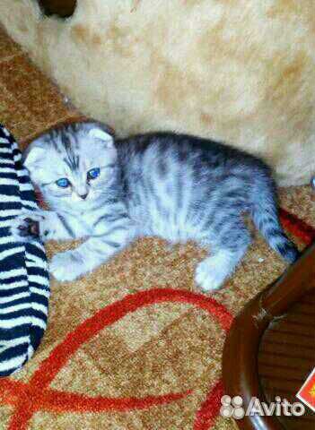 Коты на вязку