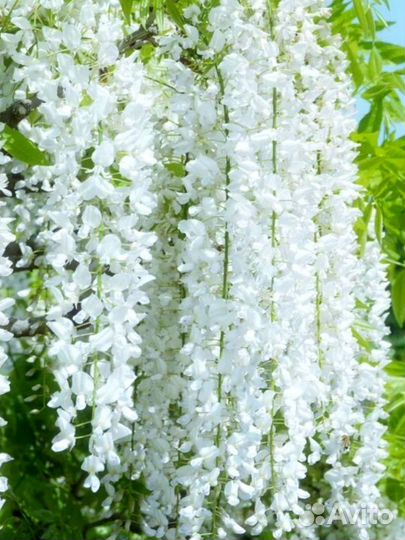 Макростахия -глициния