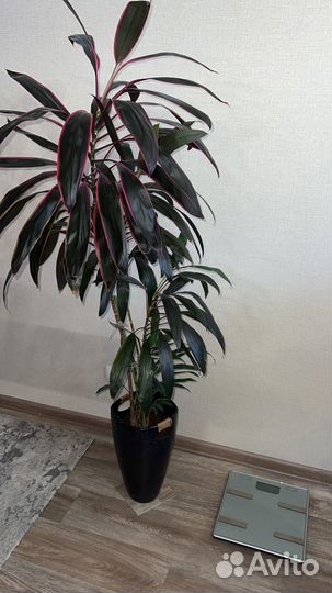 Домашнее растение