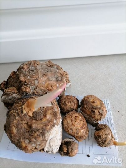 Луковицы каллы белой