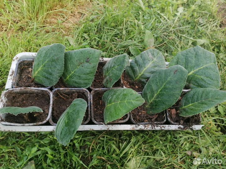 Глоксинья Тидея