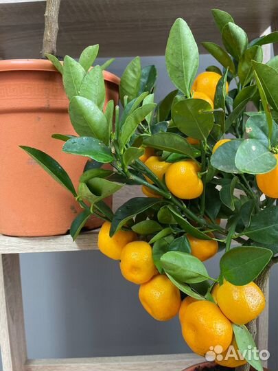 Доставка цветов