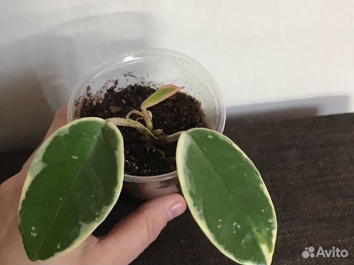 Хойи Кримсон Квин. Элиптика сплеш