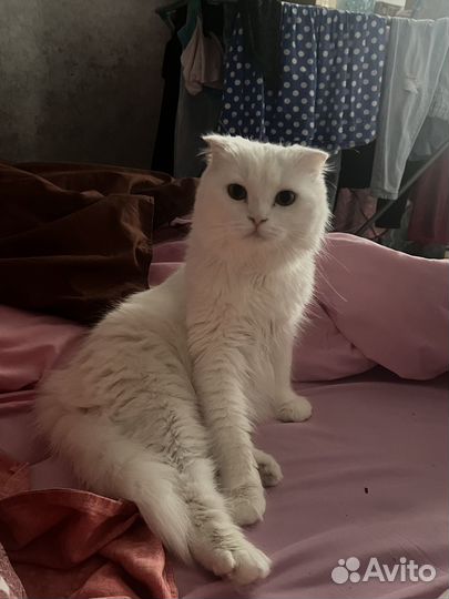 Отдам кошечку. Вислоухая. 2 года