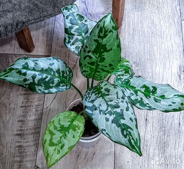 Комнатные цветы Обновлен 10.07