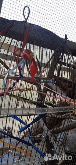 Клетка для средних птиц