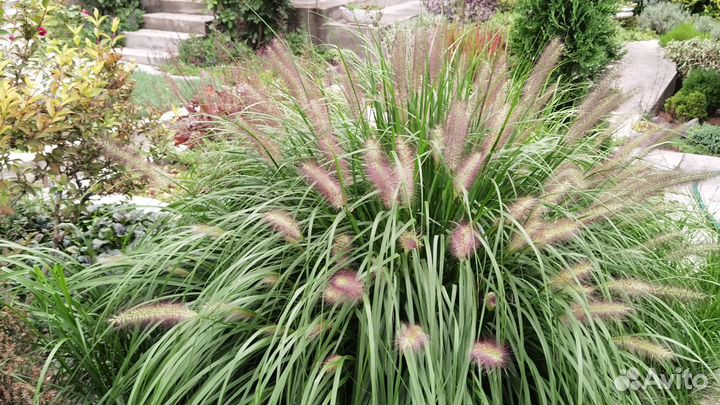 Можжевельники, Перистощетинник, гейхера, луки