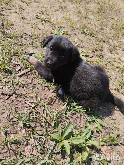 Отдам бесплатно щенки